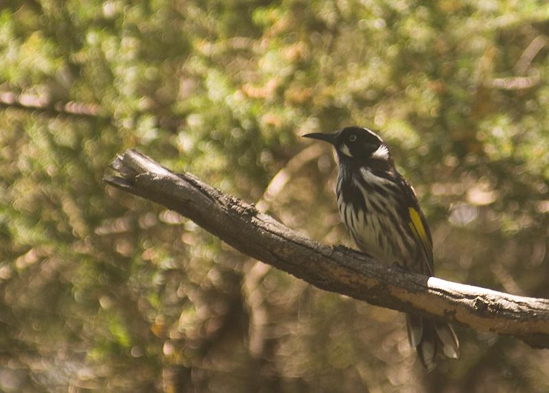 honey eater.jpg